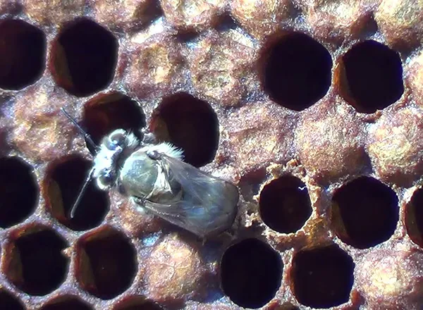 Izleganje mlade pčele radilice